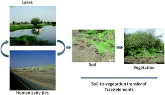 Graphical abstract: Trace element mobility and transfer to vegetation within the Ethiopian Rift Valley lake areas