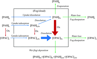 Graphical abstract: Processing of atmospheric polycyclic aromatic hydrocarbons by fog in an urban environment