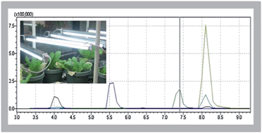 Graphical abstract: Uptake of human pharmaceuticals and personal care products by cabbage (Brassica campestris) from fortified and biosolids-amended soils