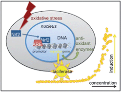 Graphical abstract: Water quality assessment using the AREc32 reporter gene assay indicative of the oxidative stress response pathway