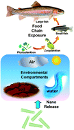 Graphical abstract: Biological accumulation of engineered nanomaterials: a review of current knowledge