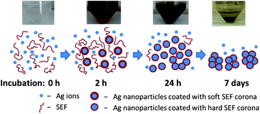 Graphical abstract: Extracellular conversion of silver ions into silver nanoparticles by protozoan Tetrahymena thermophila