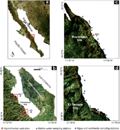 Graphical abstract: The impact of marine shallow-water hydrothermal venting on arsenic and mercury accumulation by seaweed Sargassum sinicola in Concepcion Bay, Gulf of California