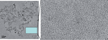 Graphical abstract: Size distribution effects of cadmium tellurium quantum dots (CdS/CdTe) immunotoxicity on aquatic organisms