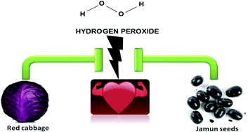 Graphical abstract: Protective role of Brassica olerecea and Eugenia jambolana extracts against H2O2 induced cytotoxicity in H9C2 cells