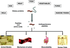 Graphical abstract: Antihypertensive peptides from food proteins: a review