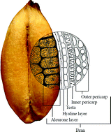 Graphical abstract: Optimizing the bioactive potential of wheat bran by processing