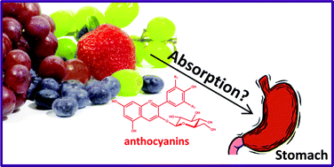 Graphical abstract: A new approach on the gastric absorption of anthocyanins