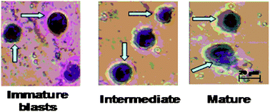 Graphical abstract: Inhibition of leukemia proliferation by a novel polysaccharide identified from Monascus-fermented dioscorea via inducing differentiation