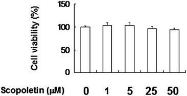 Graphical abstract: Scopoletin attenuates allergy by inhibiting Th2 cytokines production in EL-4 T cells