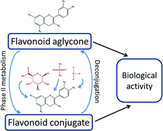 Graphical abstract: A state-of-the-art overview of the effect of metabolic conjugation on the biological activity of flavonoids