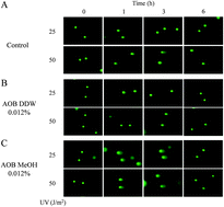 Graphical abstract: Manipulation of DNA damage checkpoint signaling in cancer cells by antioxidant biofactor (AOB)