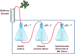 Graphical abstract: Influence of electrostatic heteroaggregation of lipid droplets on their stability and digestibility under simulated gastrointestinal conditions