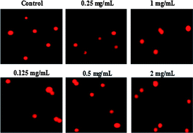 Graphical abstract: Antioxidant and anti-inflammatory effects of pigeon pea (Cajanus cajan L.) extracts on hydrogen peroxide- and lipopolysaccharide-treated RAW264.7 macrophages