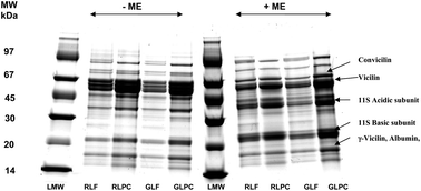 Graphical abstract: In vitro protein digestibility and physico-chemical properties of flours and protein concentrates from two varieties of lentil (Lens culinaris)