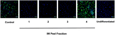 Graphical abstract: Mango (Mangifera indica L.) peel extract fractions from different cultivars differentially affect lipid accumulation in 3T3-L1 adipocyte cells