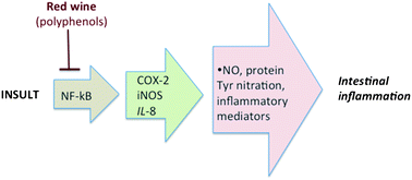 Graphical abstract: Intestinal anti-inflammatory activity of red wine extract: unveiling the mechanisms in colonic epithelial cells