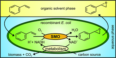 Graphical abstract: Systematic optimization of a biocatalytic two-liquid phase oxyfunctionalization process guided by ecological and economic assessment