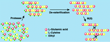 Graphical abstract: Surprising metal binding properties of phytochelatin-like peptides prepared by protease-catalysis