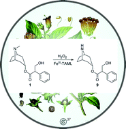 Graphical abstract: One-pot oxidative N-demethylation of tropane alkaloids with hydrogen peroxide and a FeIII-TAML catalyst