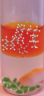 Graphical abstract: On the double role of surfactants as microalga cell lysis agents and antioxidants extractants