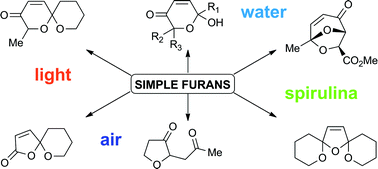 Graphical abstract: Using water, light, air and spirulina to access a wide variety of polyoxygenated compounds