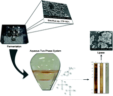 Graphical abstract: Production and purification of an extracellular lipolytic enzyme using ionic liquid-based aqueous two-phase systems