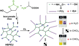 Graphical abstract: Water-soluble hyperbranched poly(ester urethane)s based on d,l-alanine: isocyanate-free synthesis, post-functionalization and application