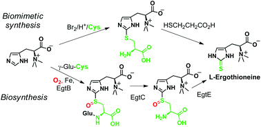 Graphical abstract: Cysteine as a sustainable sulfur reagent for the protecting-group-free synthesis of sulfur-containing amino acids: biomimetic synthesis of l-ergothioneine in water