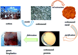 Graphical abstract: Preparation and characterisation of bioplastics made from cottonseed protein