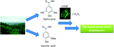 Graphical abstract: Chemo-enzymatic functionalization of gallic and vanillic acids: synthesis of bio-based epoxy resins prepolymers