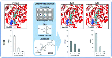 Graphical abstract: Reengineering CelA2 cellulase for hydrolysis in aqueous solutions of deep eutectic solvents and concentrated seawater