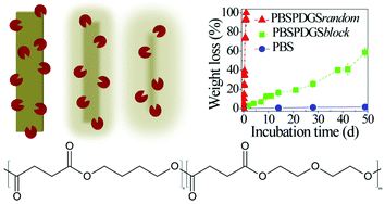 Graphical abstract: Influence of chemical and architectural modifications on the enzymatic hydrolysis of poly(butylene succinate)