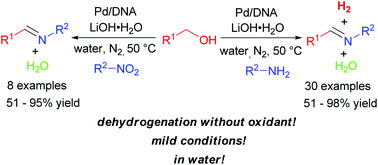 Graphical abstract: Highly active and selective synthesis of imines from alcohols and amines or nitroarenes catalyzed by Pd/DNA in water with dehydrogenation