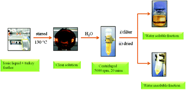 Graphical abstract: Dissolution of feather keratin in ionic liquids