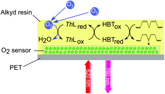 Graphical abstract: Banning toxic heavy-metal catalysts from paints: enzymatic cross-linking of alkyd resins