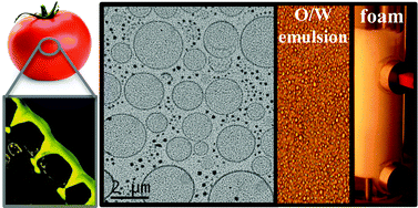 Graphical abstract: Interfacial properties of functionalized assemblies of hydroxy-fatty acid salts isolated from fruit tomato peels