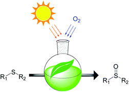 Graphical abstract: A simple metal-free catalytic sulfoxidation under visible light and air