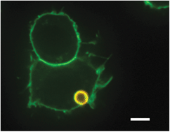 Graphical abstract: Use of fungal derived polysaccharide-conjugated particles to probe Dectin-1 responses in innate immunity