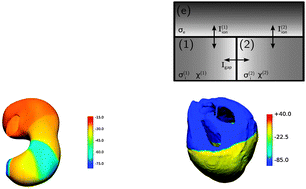 Graphical abstract: Modelling tissue electrophysiology with multiple cell types: applications of the extended bidomain framework