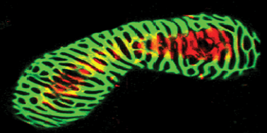 Graphical abstract: The plant cell uses carbon nanotubes to build tracheary elements