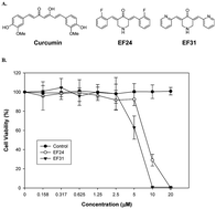 Graphical abstract: Synthetic curcumin analog EF31 inhibits the growth of head and neck squamous cell carcinoma xenografts