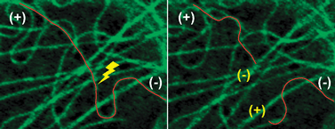Graphical abstract: Investigation of in vivo microtubule and stress fiber mechanics with laser ablation