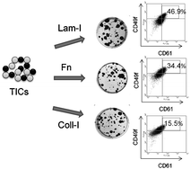 Graphical abstract: Breast tumour initiating cell fate is regulated by microenvironmental cues from an extracellular matrix