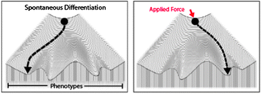 Graphical abstract: Effects of shear stress on germ lineage specification of embryonic stem cells