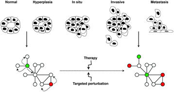 Graphical abstract: Cancer develops, progresses and responds to therapies through restricted perturbation of the protein–protein interaction network