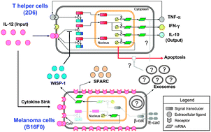 Graphical abstract: A quantitative systems approach to identify paracrine mechanisms that locally suppress immune response to Interleukin-12 in the B16 melanoma model