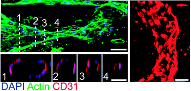 Graphical abstract: Anastomosis of endothelial sprouts forms new vessels in a tissue analogue of angiogenesis