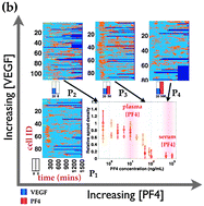 Graphical abstract: Endothelial cell phenotypic behaviors cluster into dynamic state transition programs modulated by angiogenic and angiostatic cytokines