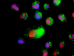 Graphical abstract: Rational design of an immunoconjugate for selective knock-down of leukemia-specific E2A–PBX1 fusion gene expression in human Pre-B leukemia